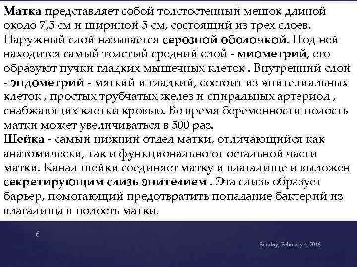 Матка представляет собой толстостенный мешок длиной около 7, 5 см и шириной 5 см,