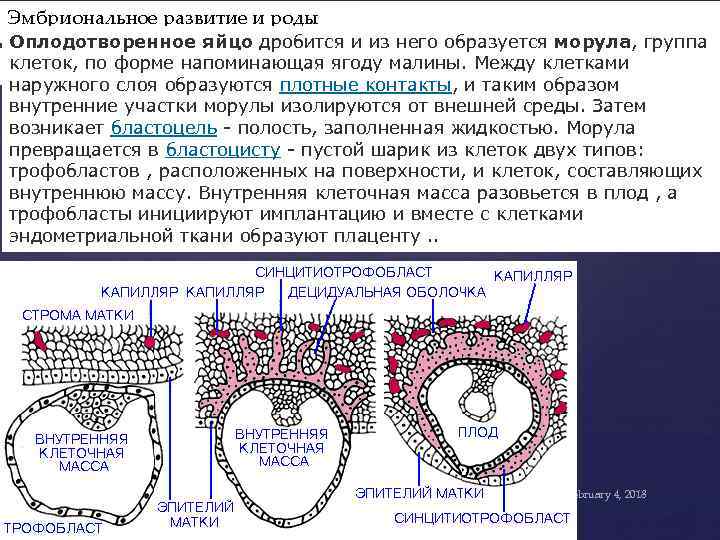 Эмбриональное развитие и роды Оплодотворенное яйцо дробится и из него образуется морула, группа клеток,