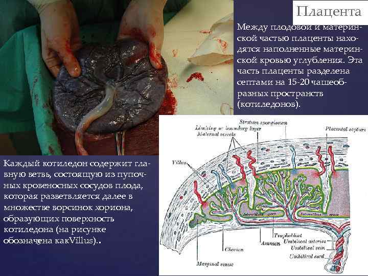 Плацента Между плодовой и материнской частью плаценты находятся наполненные материнской кровью углубления. Эта часть