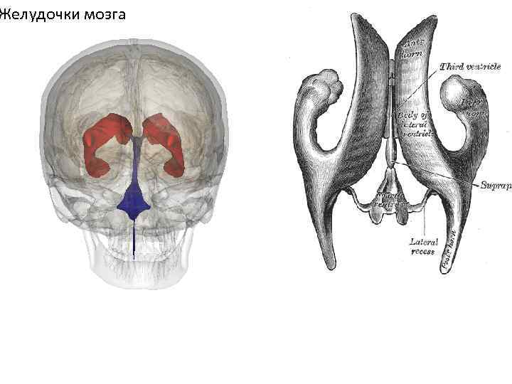 Желудочки мозга 