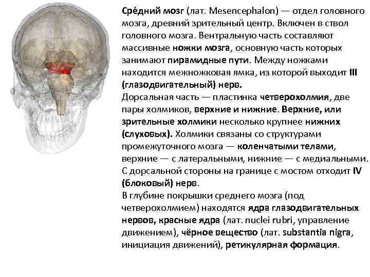 Самый древний отдел мозга. Древний отдел мозга. Вентральный отдел мозга. Границы среднего мозга и промежуточного. Средний мозг границы.