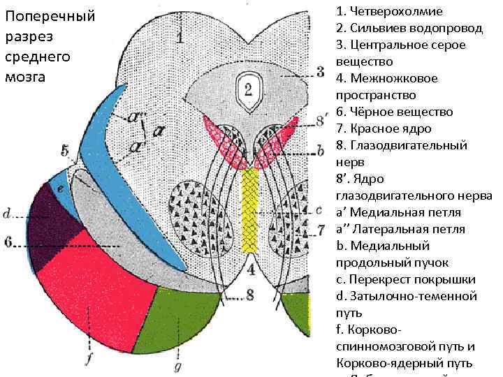 Поперечный разрез среднего мозга 1. Четверохолмие 2. Сильвиев водопровод 3. Центральное серое вещество 4.