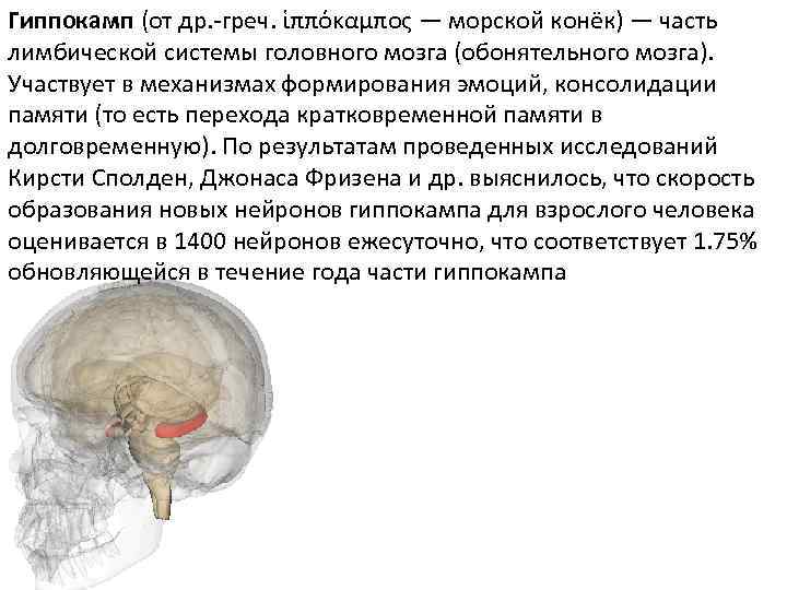 Гиппокамп (от др. -греч. ἱππόκαμπος — морской конёк) — часть лимбической системы головного мозга