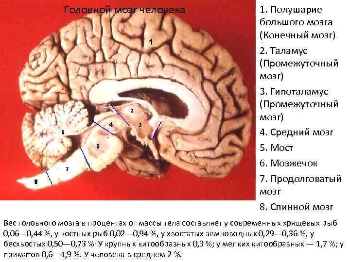 Головной мозг человека 1. Полушарие большого мозга (Конечный мозг) 2. Таламус (Промежуточный мозг) 3.