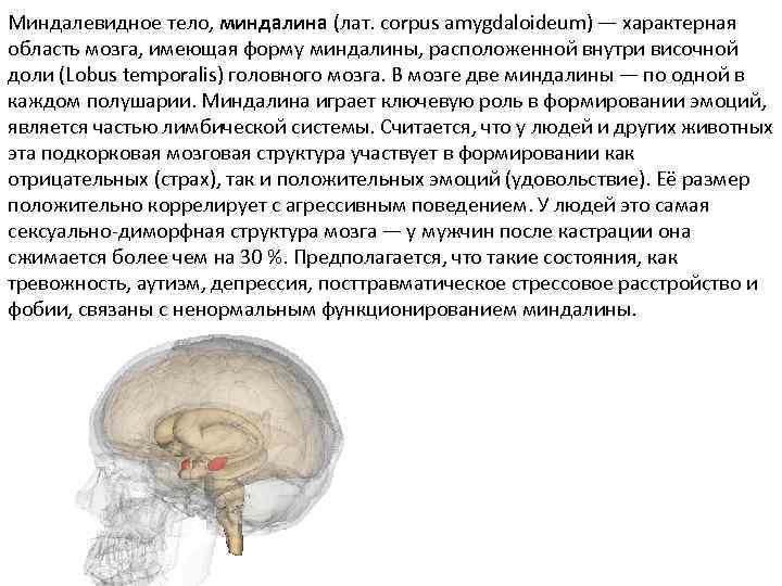 Миндалевидное тело. Миндалевидное тело в головном мозге функции. Амигдала миндалевидное тело. Миндалевидные доли головного мозга. Миндалина Амигдала функции.