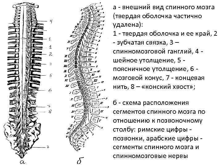 Внешнее строение спинного мозга. Спинной мозг строение конский хвост. Строение спинного мозга конус. Концевой отдел спинного мозга. Анатомия спинного мозга утолщения конский хвост.