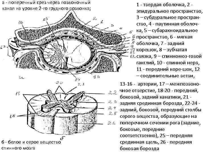 Поперечный срез спинного мозга рисунок гистология