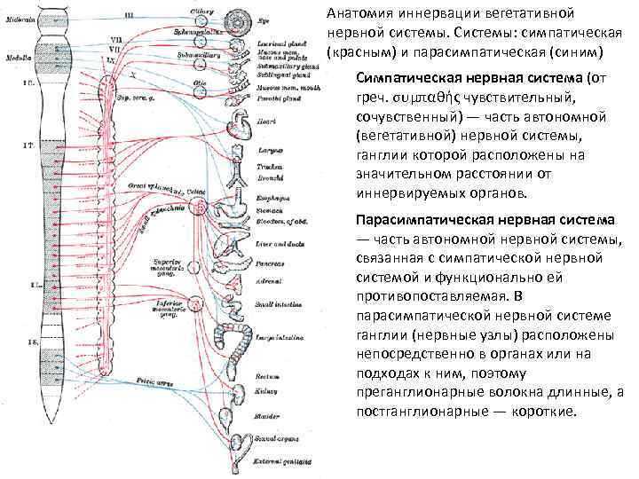 Вегетативные части тела. Вегетативная нервная система схема иннервации органов. Иннервация нерва туловища. Иннервация вегетативной нервной системы. Симпатическая иннервация органов головы и шеи.