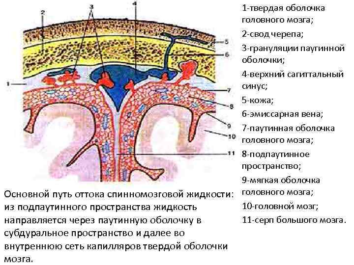 Заболевание оболочки головного мозга. Схематическое изображение строения оболочек головного мозга. Субарахноидальное пространство гистология. Оболочки головного мозга периостальный слой. Грануляции паутинной оболочки головного мозга.