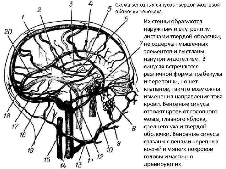 Схема венозных синусов твердой мозговой оболочки человека Их стенки образуются наружным и внутренним листками