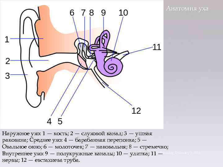Анатомия уха { Наружное ухо: 1 — кость; 2 — слуховой канал; 3 —
