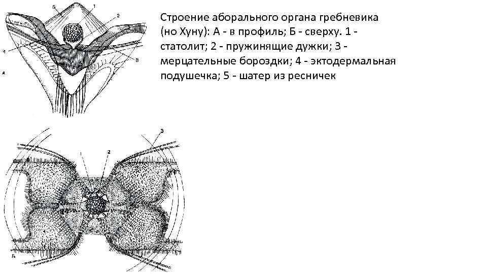 Строение аборального органа гребневика (но Хуну): А - в профиль; Б - сверху. 1