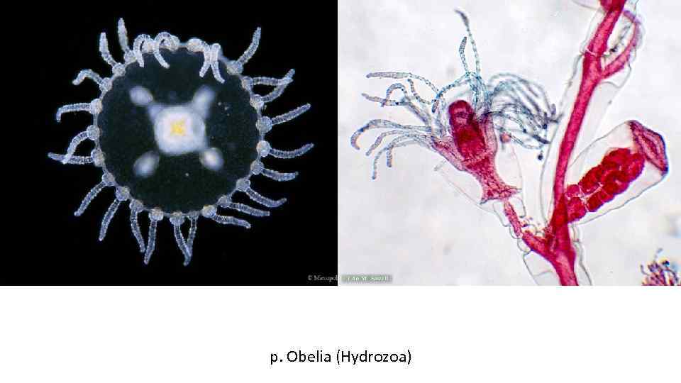 p. Obelia (Hydrozoa) 