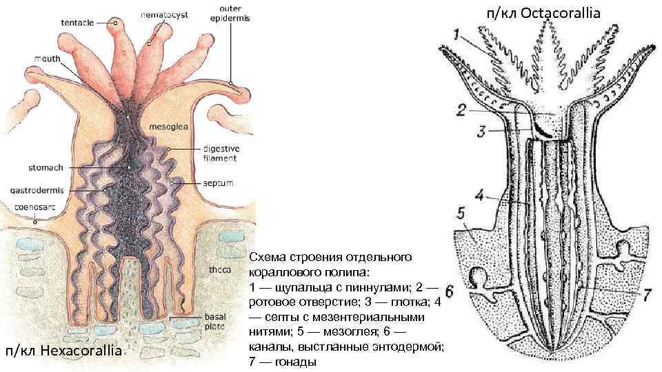 п/кл Octacorallia п/кл Hexacorallia Схема строения отдельного кораллового полипа: 1 — щупальца с пиннулами;