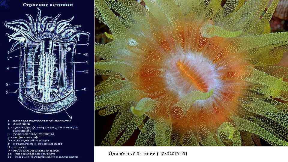 Одиночные актинии (Hexacorallia) 