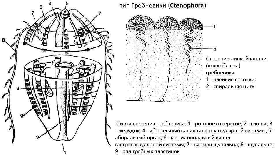 тип Гребневики (Ctenophora) Строение липкой клетки (коллобласта) гребневика: 1 - клейкие сосочки; 2 -