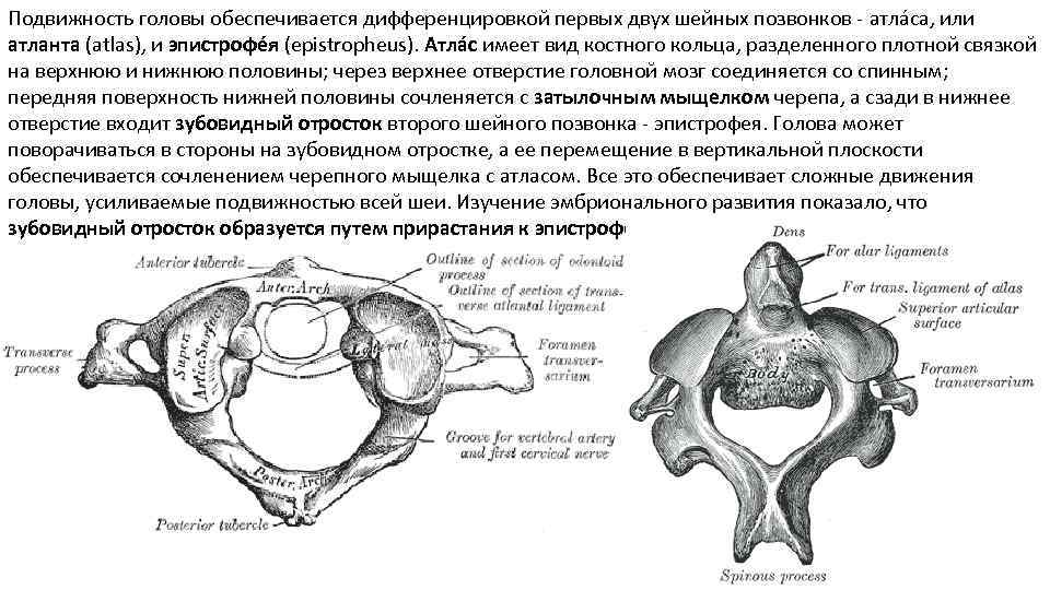 Атлант работает. Шейные позвонки Атлант и эпистрофей. Шейные позвонки пресмыкающихся Атлант и эпистрофей. Атлант и эпистрофей ящерицы. Позвонки рептилий Атлант эпистрофей.