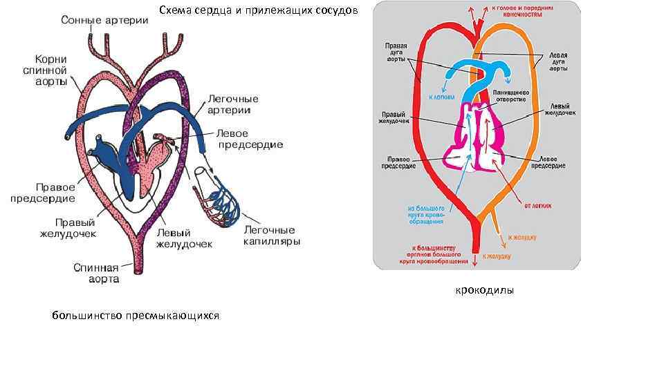 Схема сердца и прилежащих сосудов крокодилы большинство пресмыкающихся 