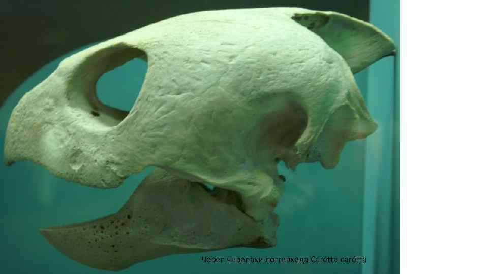 Череп черепахи логгерхеда Caretta caretta 