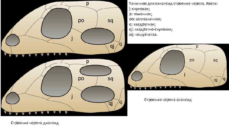 Типичное для синапсид строение черепа. Кости: j: скуловая; p: теменная; po: заглазничная; q: квадратная;
