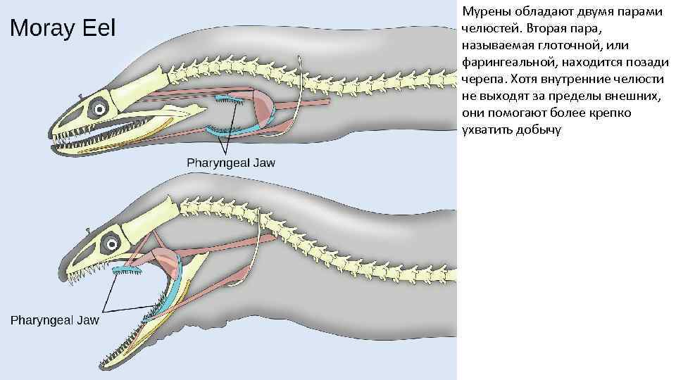 Мурены обладают двумя парами челюстей. Вторая пара, называемая глоточной, или фарингеальной, находится позади черепа.