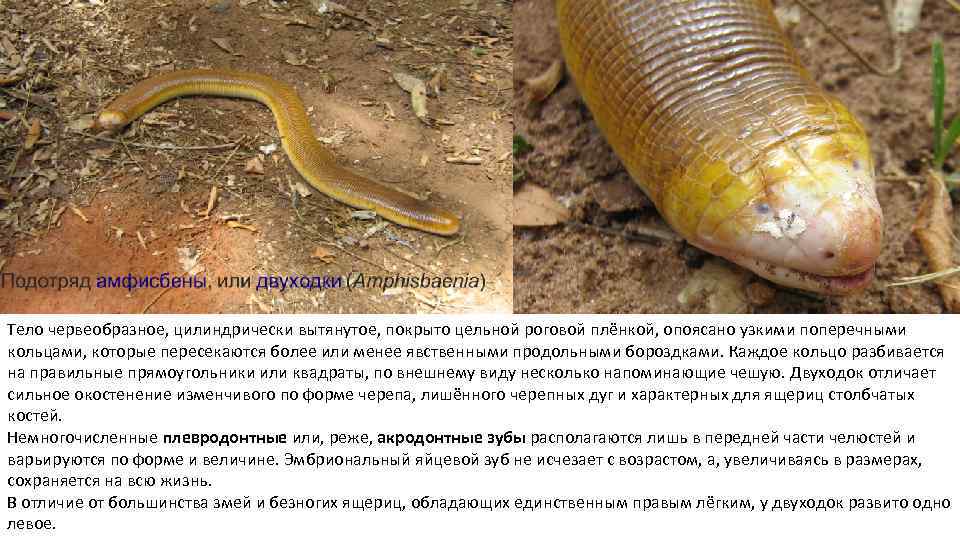 Тело червеобразное, цилиндрически вытянутое, покрыто цельной роговой плёнкой, опоясано узкими поперечными кольцами, которые пересекаются