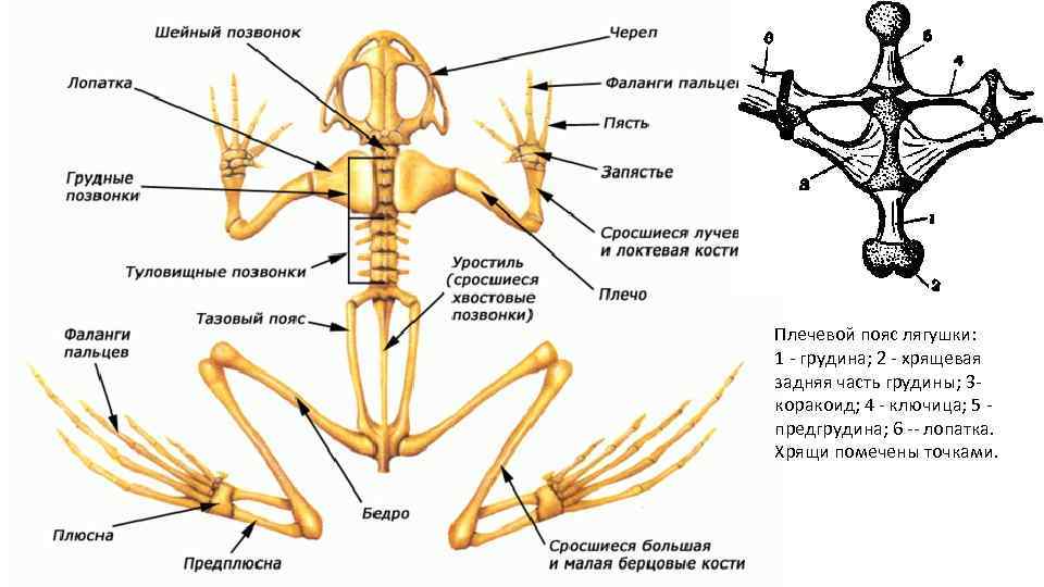 Плечевой пояс лягушки: 1 - грудина; 2 - хрящевая задняя часть грудины; 3 -