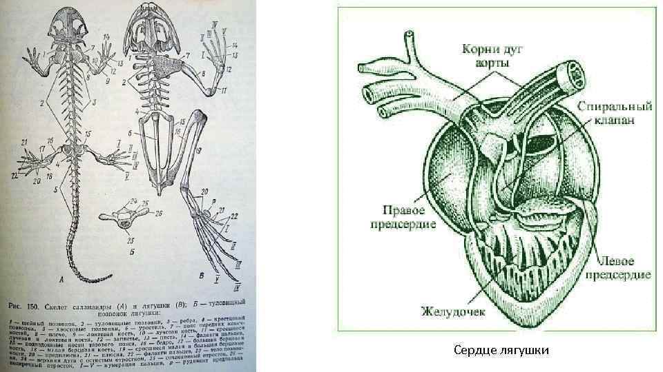 Сердце лягушки. Схема строения сердца лягушки. Схема строения сердца земноводных. Нарисуйте схему строения сердца лягушки. Строение сердца лягушки 7 класс биология.