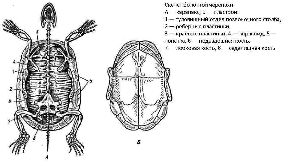 Скелет болотной черепахи. А — карапакс; Б — пластрон: 1 — туловищный отдел позвоночного