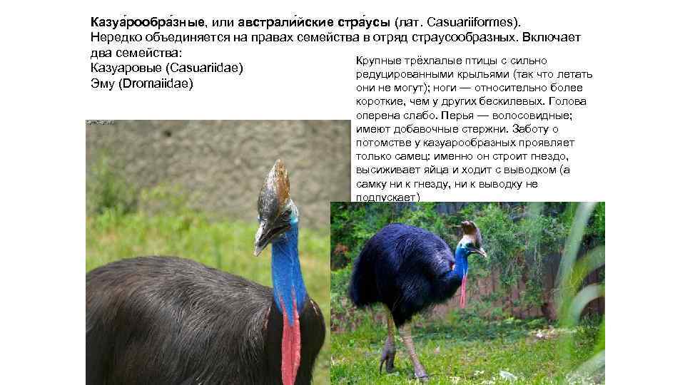 Казуа рообра зные, или австрали йские стра усы (лат. Casuariiformes). Нередко объединяется на правах