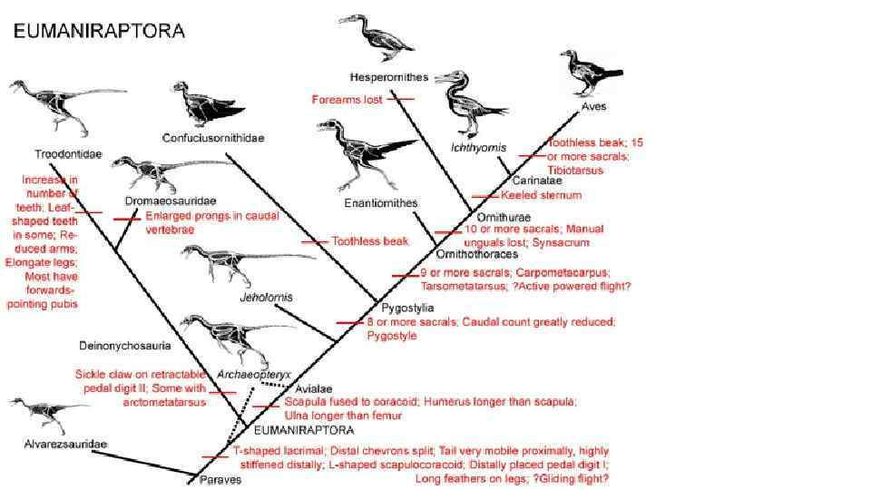 Эволюция птиц. Древненебные и Новонебные птицы. Eumaniraptora. В каком направлении может дальше двигаться Эволюция птиц. Pygostylia.
