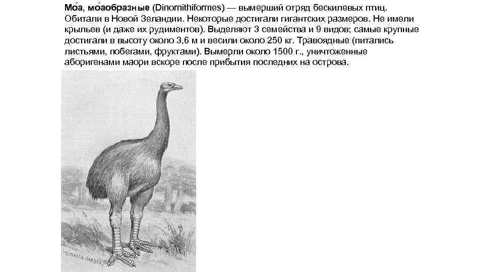 Мо а, мо аобразные (Dinornithiformes) — вымерший отряд бескилевых птиц. Обитали в Новой Зеландии.