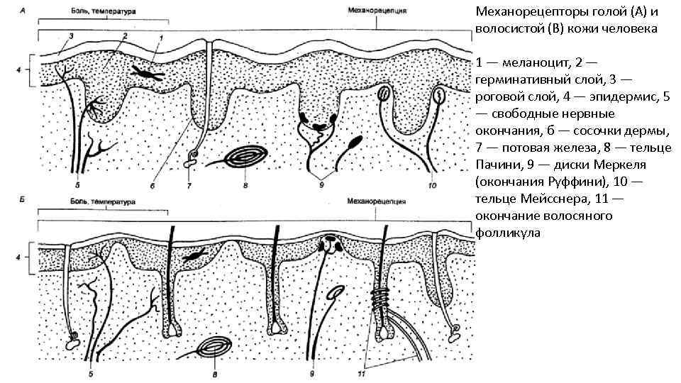 Механорецепторы голой (А) и волосистой (В) кожи человека 1 — меланоцит, 2 — герминативный