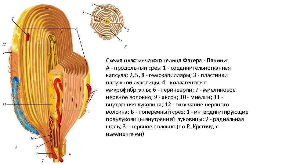 Схема пластинчатого тельца Фатера - Пачини: А продольный срез: 1 соединительнотканная капсула; 2, 5,