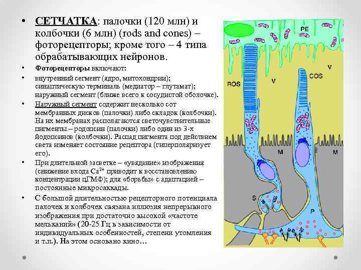  • СЕТЧАТКА: палочки (120 млн) и колбочки (6 млн) (rods and cones) –