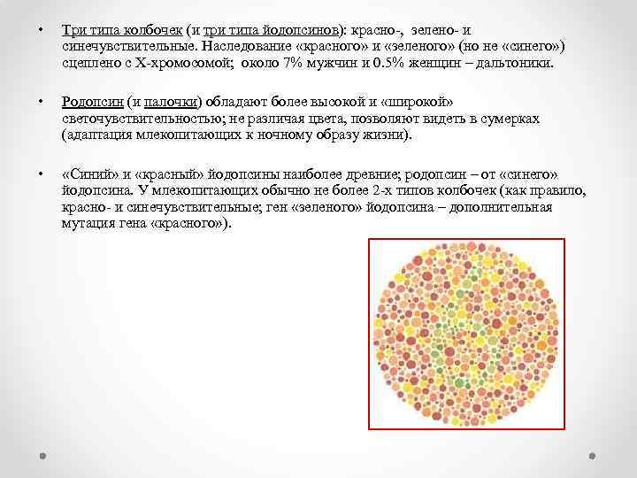  • Три типа колбочек (и три типа йодопсинов): красно-, зелено- и синечувствительные. Наследование