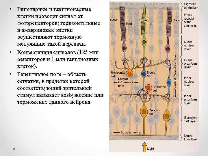  • Биполярные и ганглионарные клетки проводят сигнал от фоторецепторов; горизонтальные и амакриновые клетки