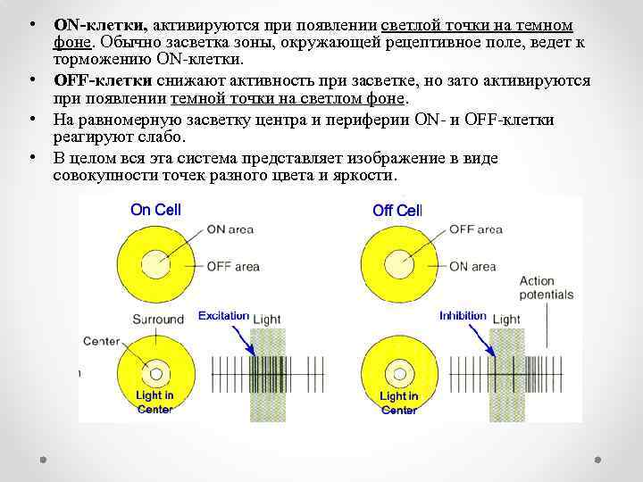  • ON-клетки, активируются при появлении светлой точки на темном фоне. Обычно засветка зоны,