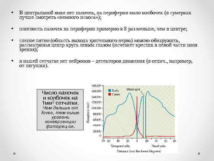  • В центральной ямке нет палочек, на периферии мало колбочек (в сумерках лучше