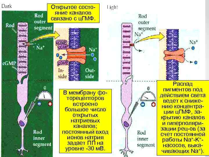 Схему фотохимических процессов возникающих в фоторецепторах при действии света и в условиях темноты