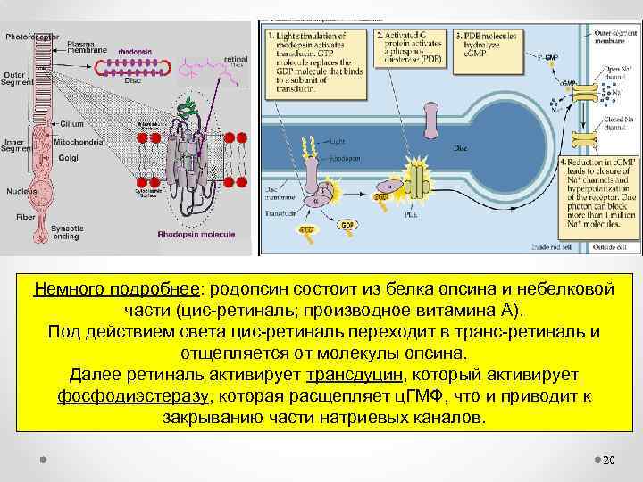 Немного подробнее: родопсин состоит из белка опсина и небелковой части (цис-ретиналь; производное витамина А).