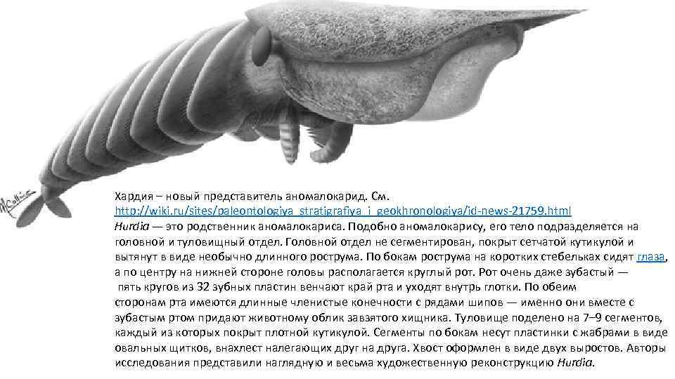 Хардия – новый представитель аномалокарид. См. http: //wiki. ru/sites/paleontologiya_stratigrafiya_i_geokhronologiya/id-news-21759. html Hurdia — это родственник