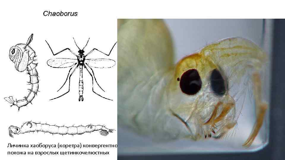 Личинка хаоборуса (коретра) конвергентно похожа на взрослых щетинкочелюстных 