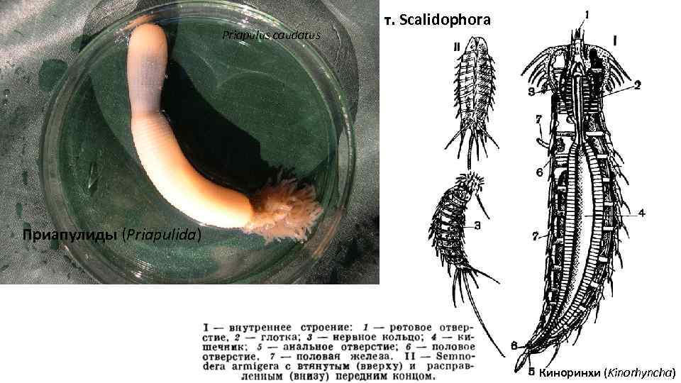 Priapulus caudatus т. Scalidophora Приапулиды (Priapulida) Киноринхи (Kinorhyncha) 