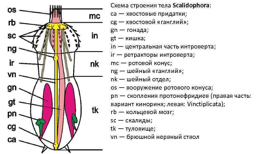 Схема строения тела Scalidophora: ca — хвостовые придатки; cg — хвостовой «ганглий» ; gn