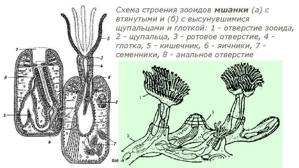 Схема строения зооидов мшанки (а) с втянутыми и (б) с высунувшимися щупальцами и глоткой: