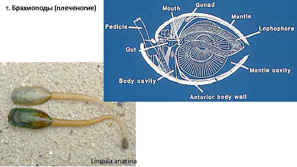 т. Брахиоподы (плеченогие) Lingula anatina 