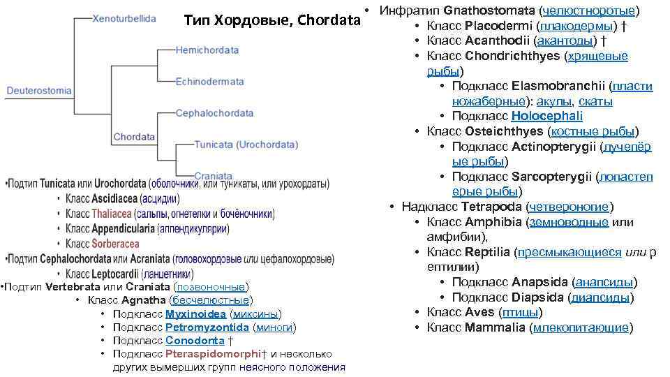 Тип Хордовые, Chordata • Подтип Vertebrata или Craniata (позвоночные) • Класс Agnatha (бесчелюстные) •