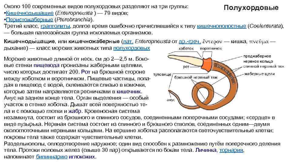 Около 100 современных видов полухордовых разделяют на три группы: Полухордовые • Кишечнодышащие (Enteropneusta )