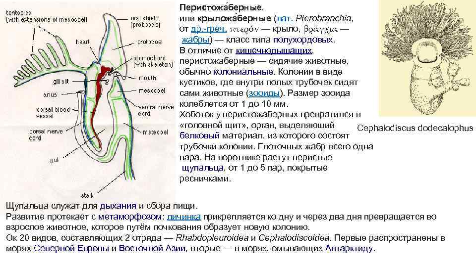 Перистожа берные, или крыложа берные (лат. Pterobranchia, от др. -греч. πτερόν — крыло, βράγχια